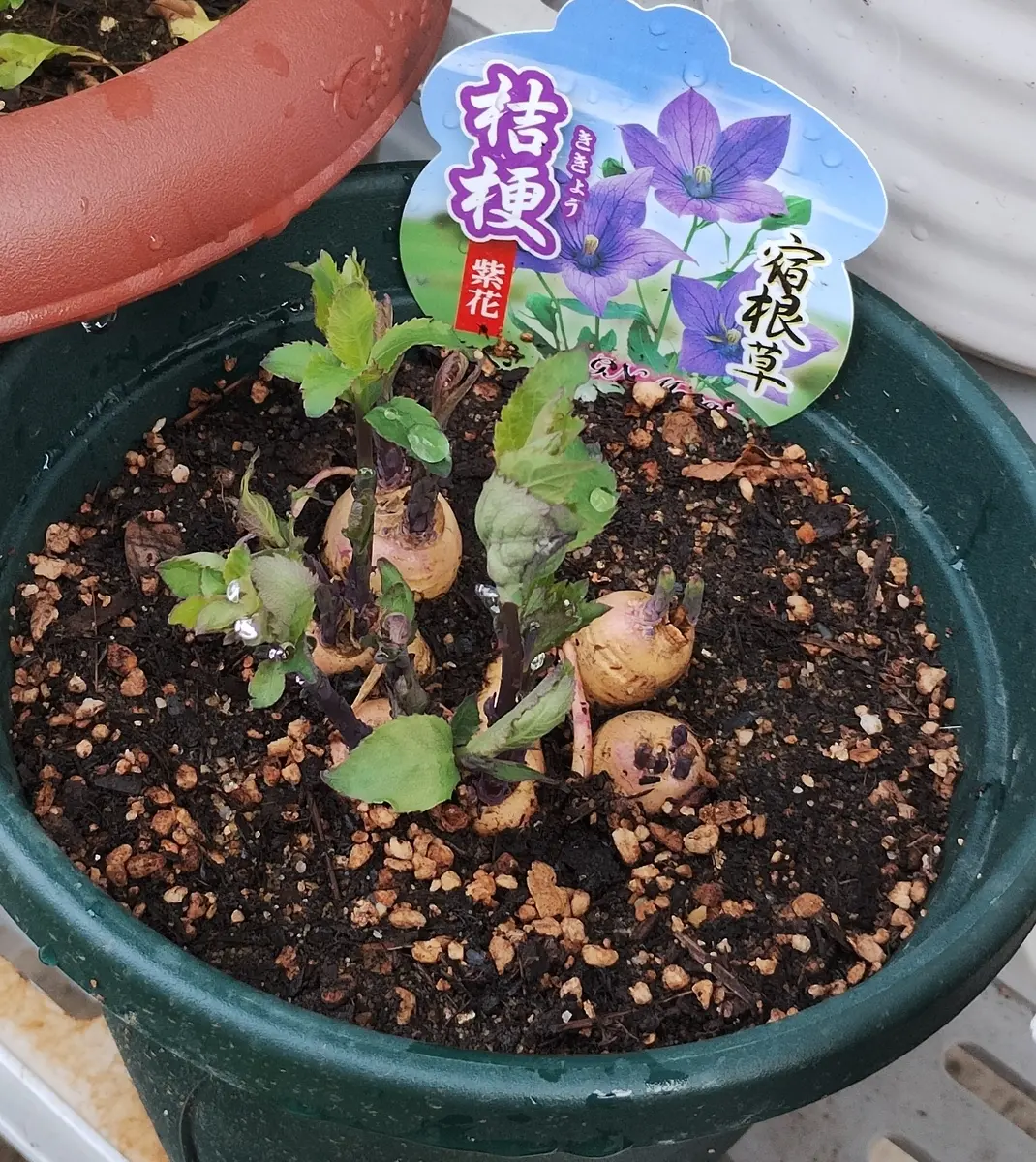 桔梗 紫色咲いたら嬉しい｜そだレポ（栽培レポート）byreasa｜みんなの