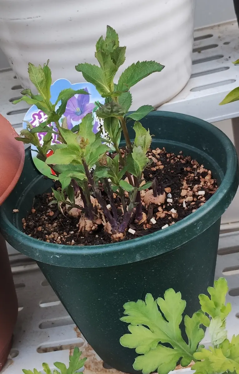 桔梗 紫色咲いたら嬉しい｜そだレポ（栽培レポート）byreasa｜みんなの