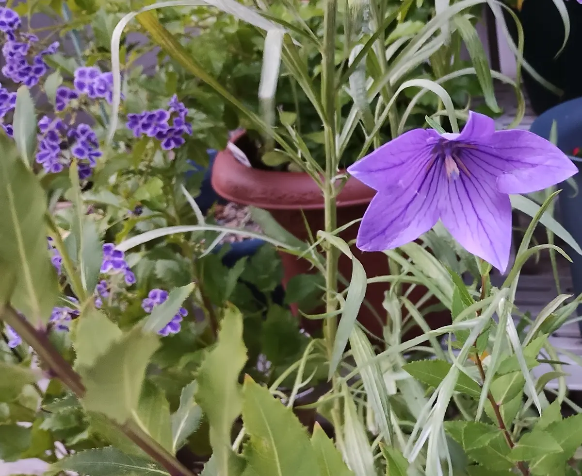 桔梗 紫色咲いたら嬉しい｜そだレポ（栽培レポート）byreasa｜みんなの