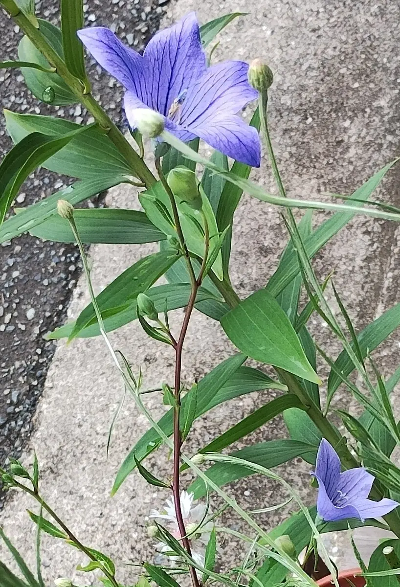 桔梗 紫色咲いたら嬉しい｜そだレポ（栽培レポート）byreasa｜みんなの