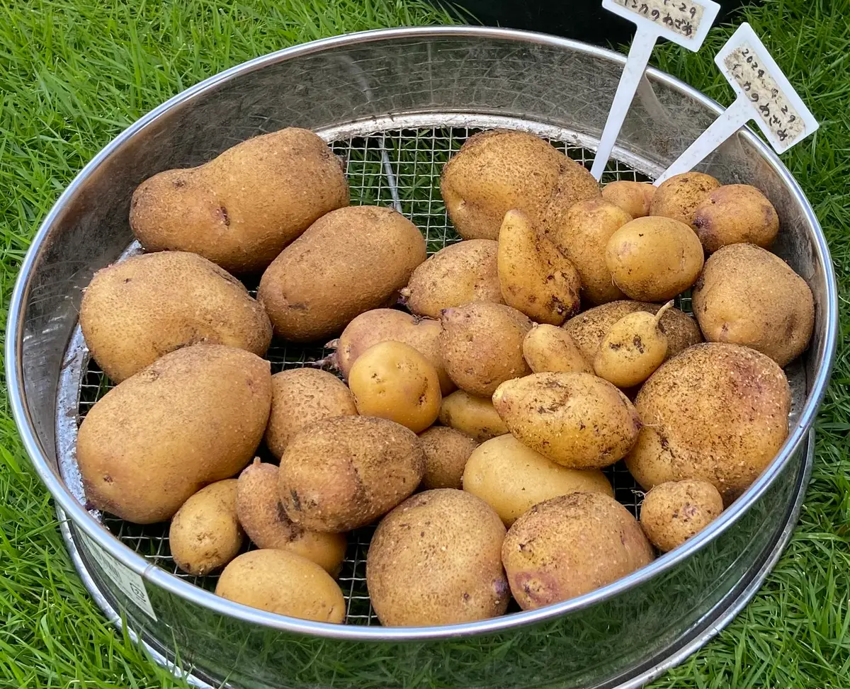 インカのめざめ 種芋 10400g 殺 インカのめざめ 種芋 10400g 殺
