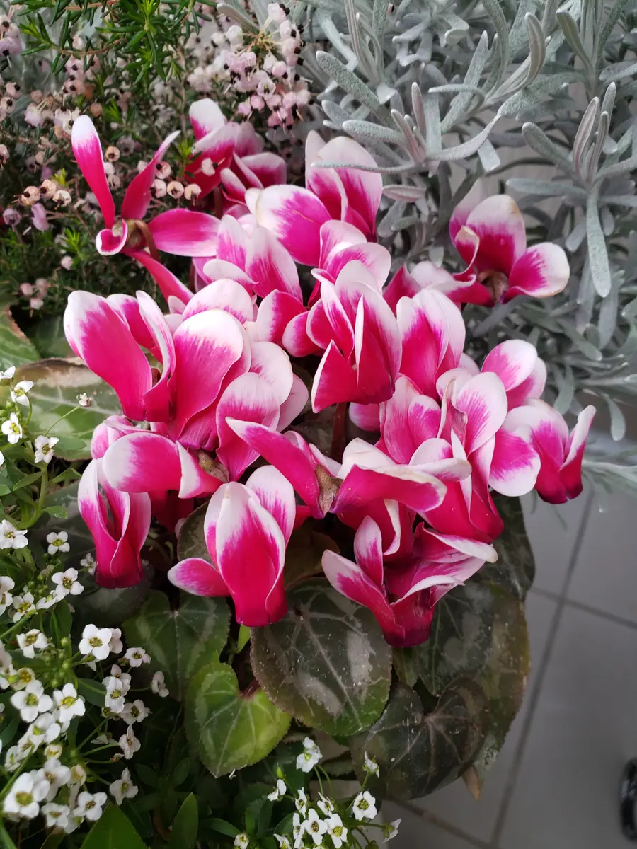 シクラメンの寄せ植え｜そだレポ（栽培レポート）byみどりガーデン