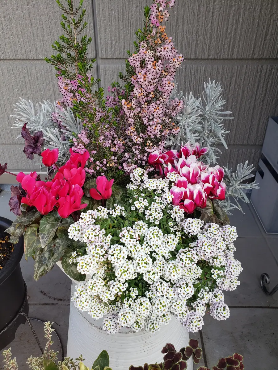 モフモフネメシア　シクラメンの寄植え 心に寄り添う 寄せ植え ガーデンシクラメン シエルブリエ チェッカー