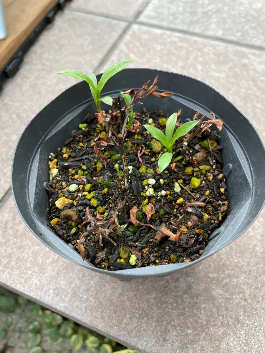 キャッサバ芽出し根だし苗20本 （キャッサバ苗 小 1個 白っぽかっ）