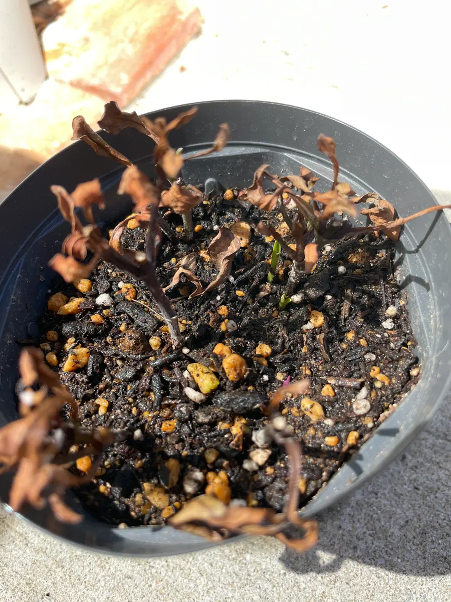 2〜3発芽カーティシー/茎伏せ/発根済み/発芽予兆有り/親株は10年以上前入手 2〜3発芽カーティシー/茎伏せ/発根済み/アグラオネマ/親株は10年以上