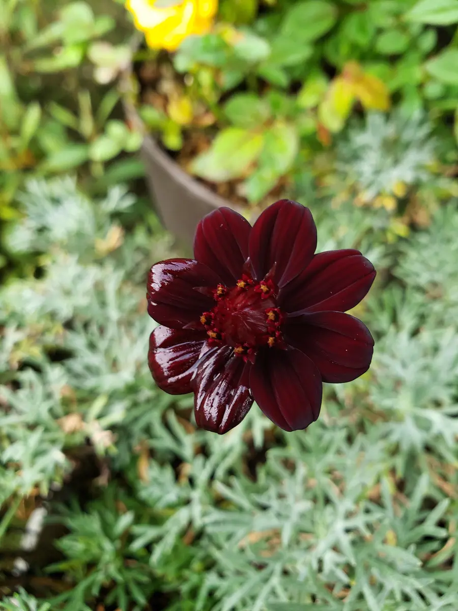 PWさんのチョコレートコスモス チョカモカ 2年目｜そだレポ（栽培