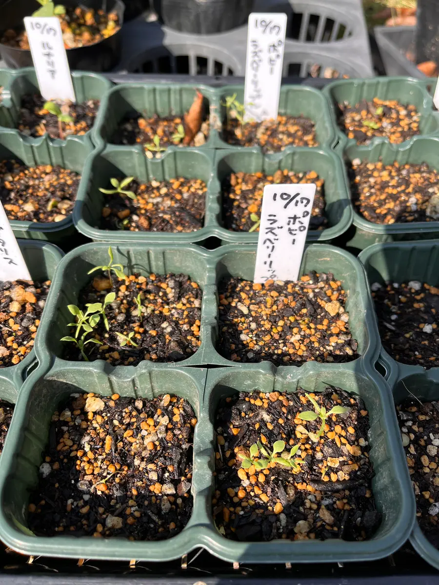 秋まき】ポピー ラズベリーリップル｜そだレポ（栽培レポート）byconomi0503｜みんなの趣味の園芸