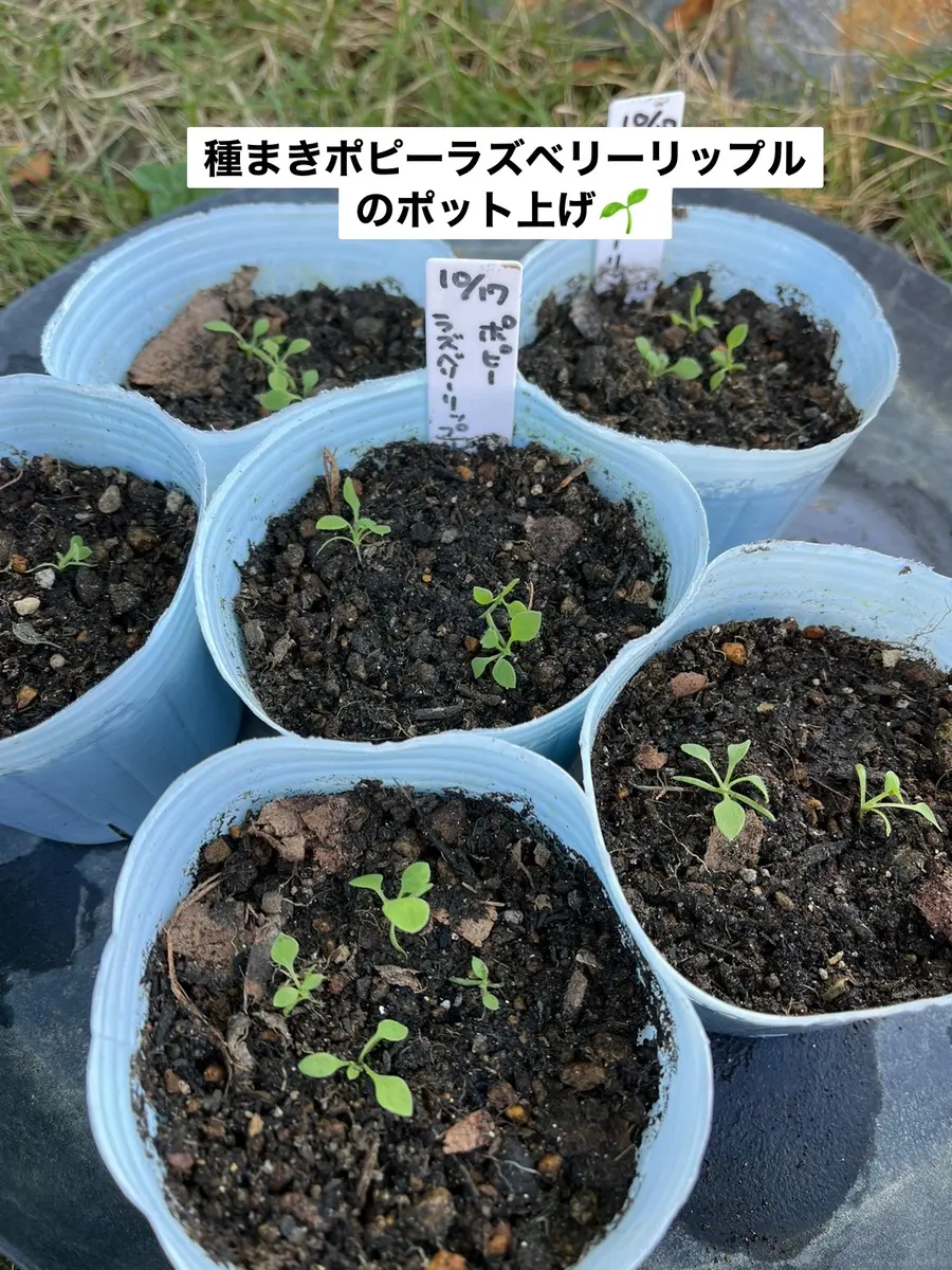 秋まき】ポピー ラズベリーリップル｜そだレポ（栽培レポート）byconomi0503｜みんなの趣味の園芸