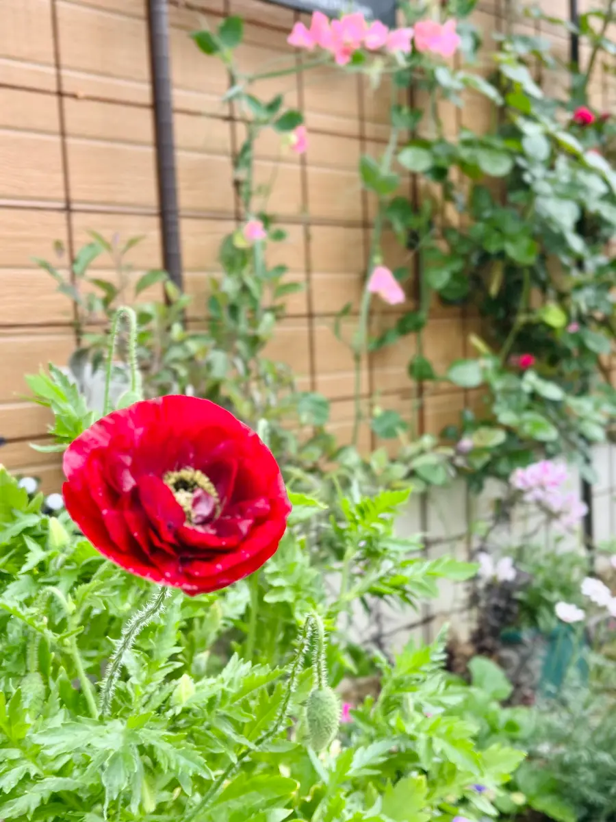 秋まき】ポピー ラズベリーリップル｜そだレポ（栽培レポート）byconomi0503｜みんなの趣味の園芸