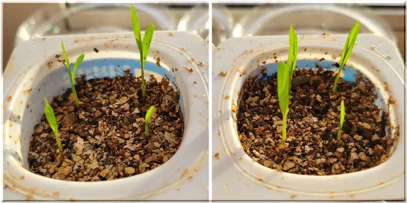 チカラシバ 種から｜そだレポ（栽培レポート）byひなぼー｜みんなの