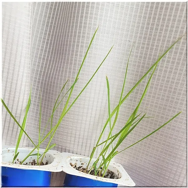 チカラシバ 種から｜そだレポ（栽培レポート）byひなぼー｜みんなの