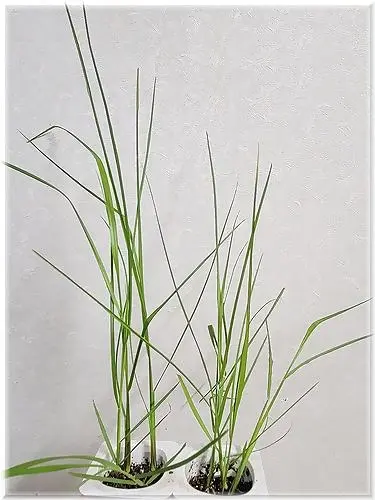 チカラシバ 種から｜そだレポ（栽培レポート）byひなぼー｜みんなの