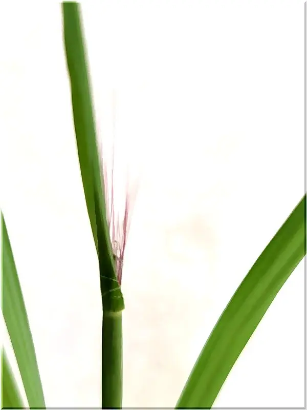 チカラシバ 種から｜そだレポ（栽培レポート）byひなぼー｜みんなの