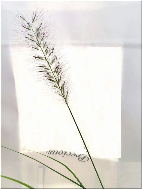 チカラシバ 種から｜そだレポ（栽培レポート）byひなぼー｜みんなの