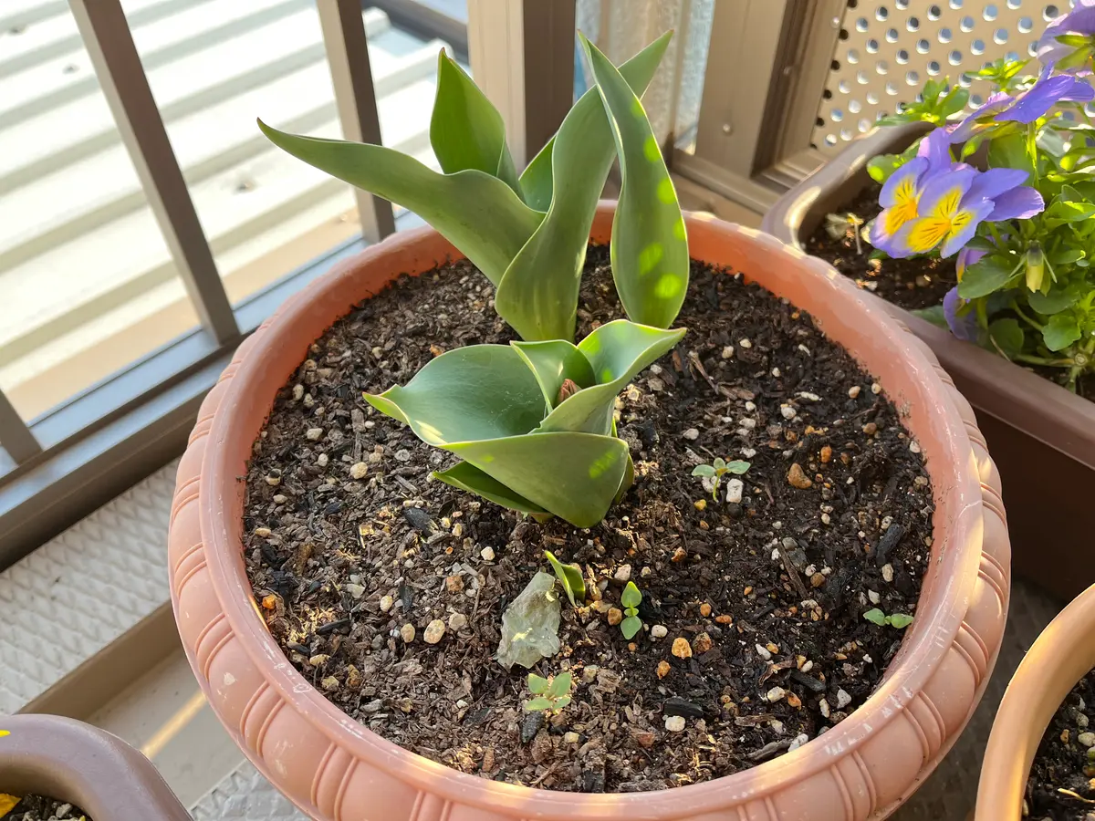 チューリップ球根➕さつまいもの葉っぱ 球根 葉っぱ