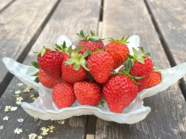 いちごを種から育てる！｜そだレポ（栽培レポート）byCiaoCiao