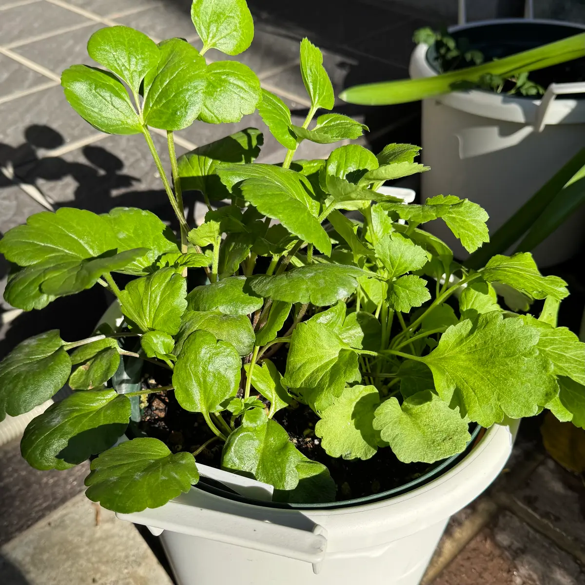 コンパクト混合を鉢に密植で｜そだレポ（栽培レポート）byカヌレ