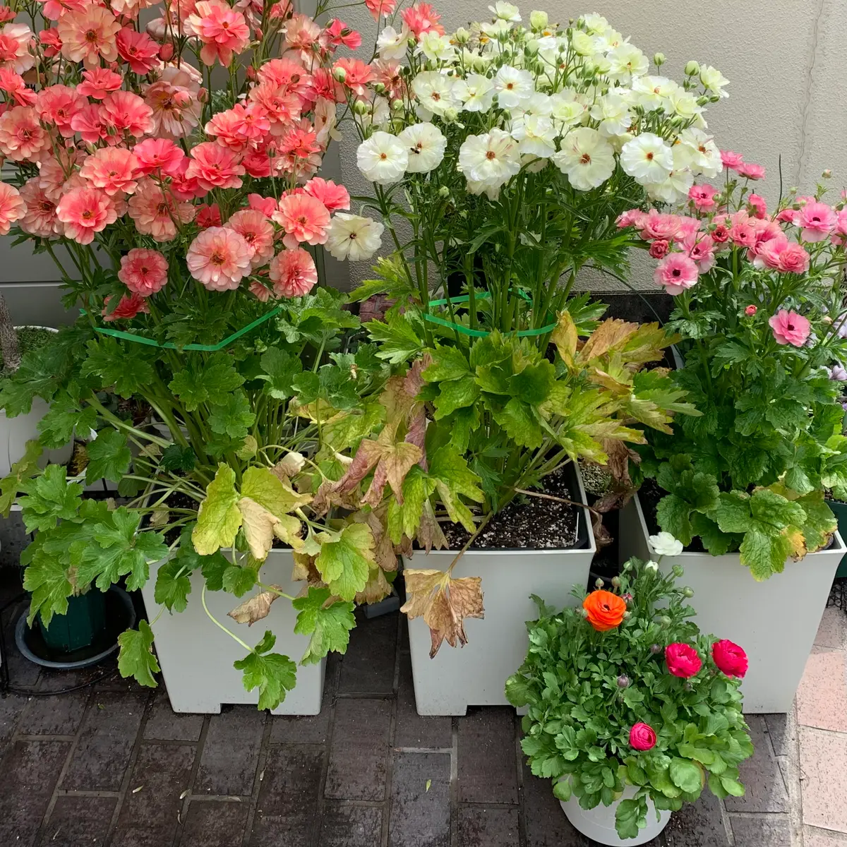 コンパクト混合を鉢に密植で｜そだレポ（栽培レポート）byカヌレ