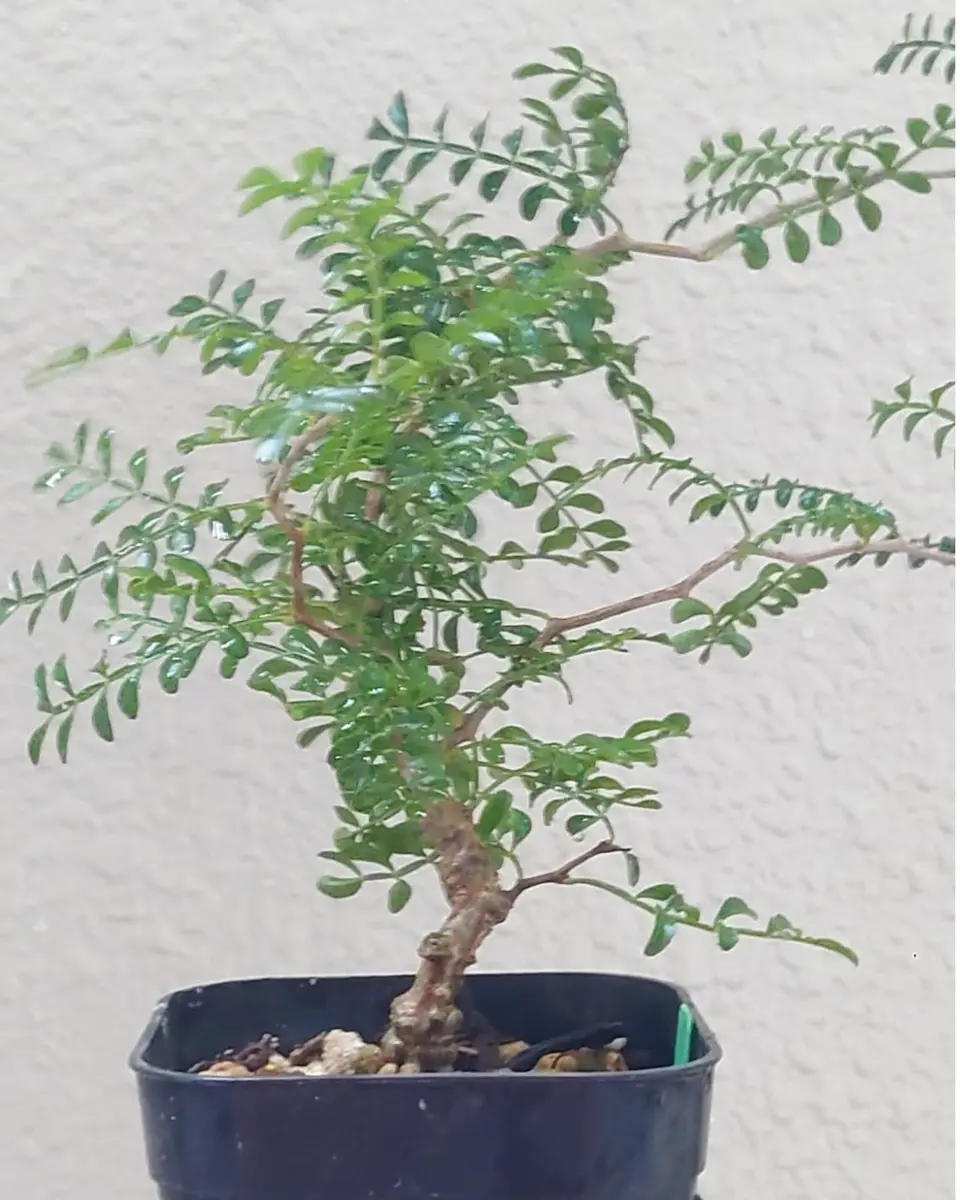 パキプス　実生 パキプス 実生① 2024/7/9播種｜そだレポ（栽培レポート）byまんどれ