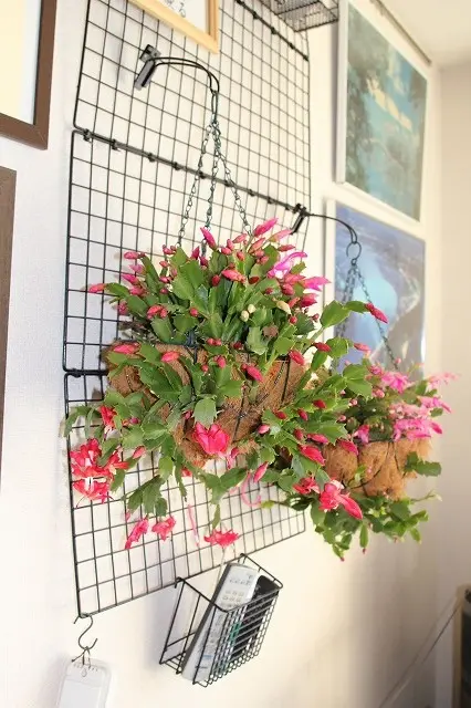ハンギングバスケット仕立への挑戦｜そだレポ（栽培レポート）byアド