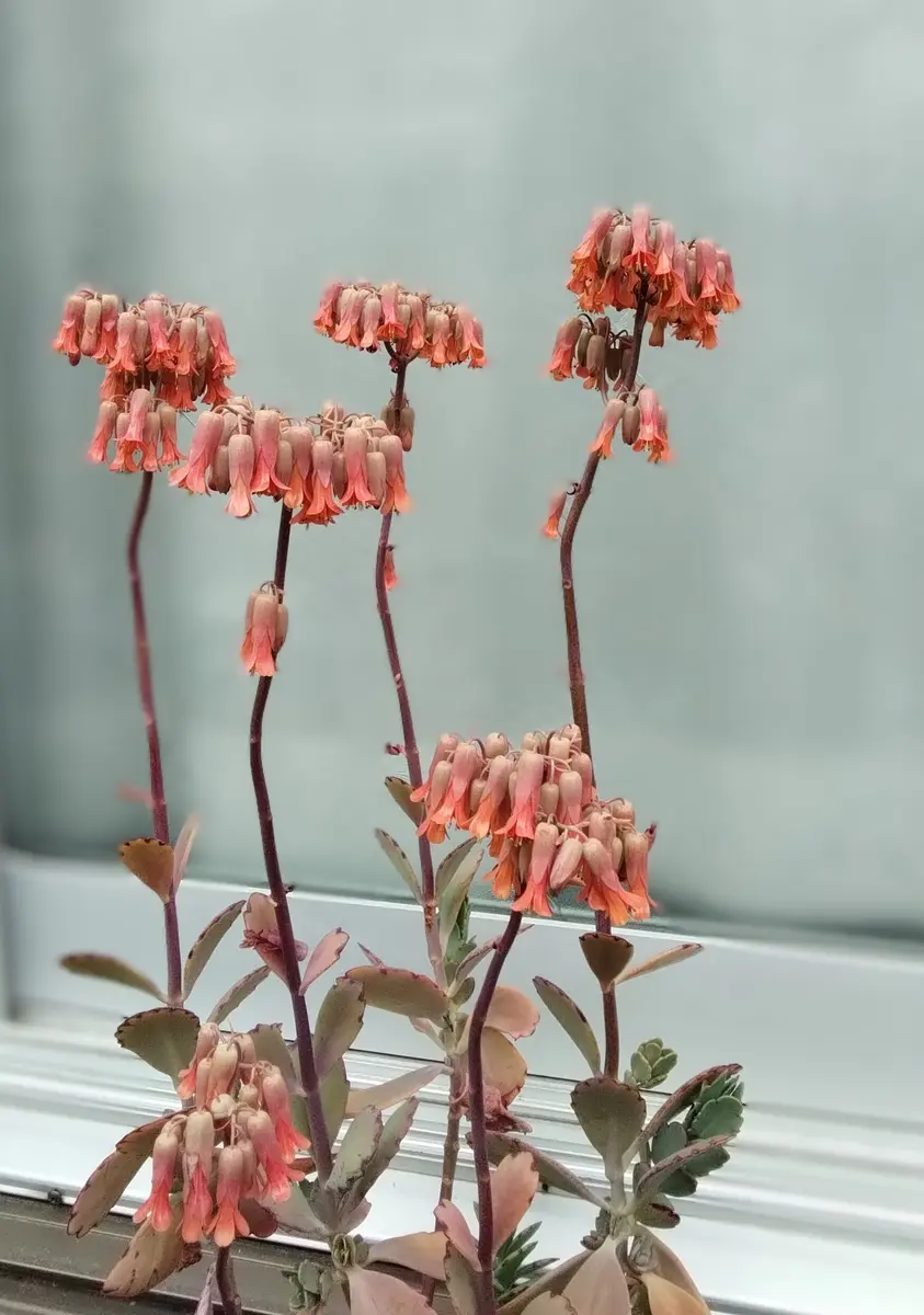 胡蝶の舞 って どんな多肉❓どんな花❓｜そだレポ（栽培レポート）by