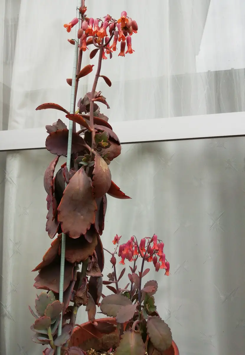 胡蝶の舞 って どんな多肉❓どんな花❓｜そだレポ（栽培レポート）by