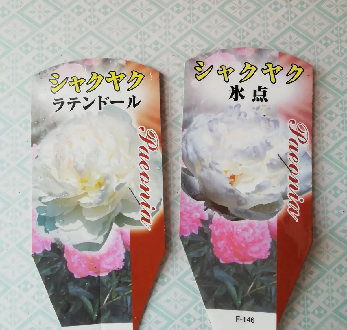 芍薬(ラテンドール)の開花 大成功｜そだレポ（栽培レポート）by三日月