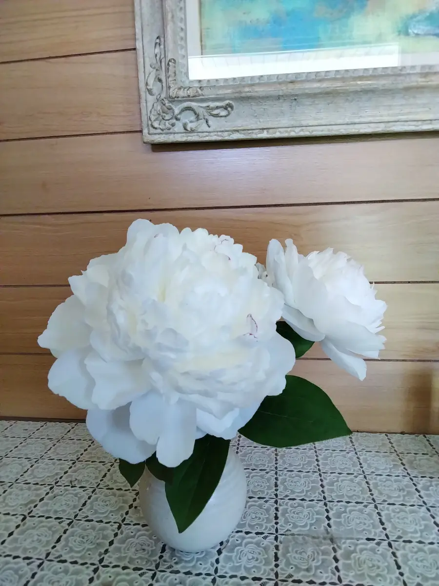 芍薬(ラテンドール)の開花 大成功｜そだレポ（栽培レポート）by三日月