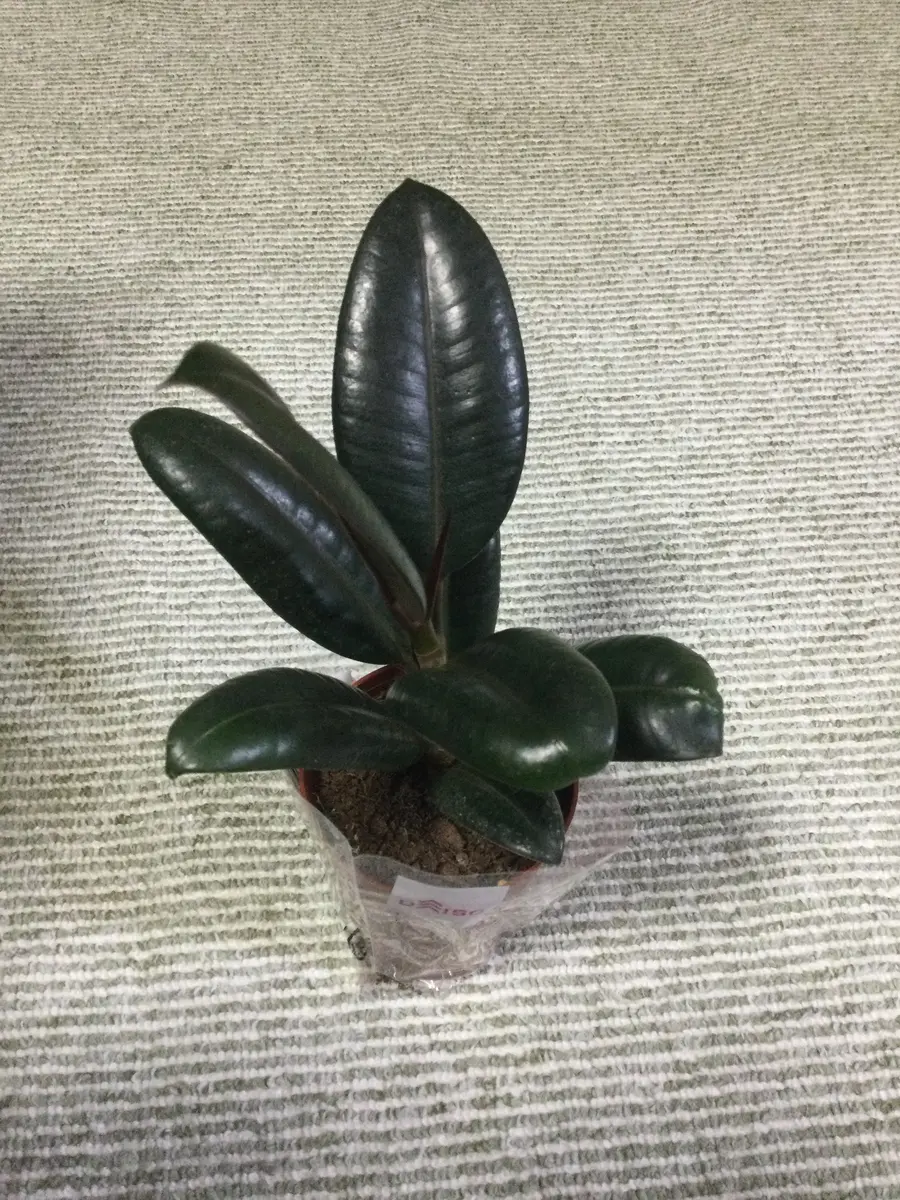 300円のゴムの木を大きく育てたい。｜そだレポ（栽培レポート）by