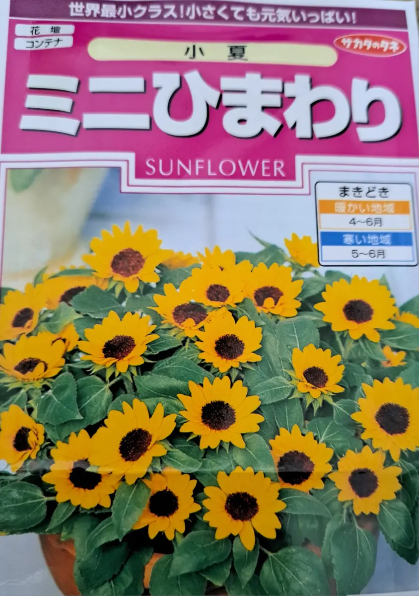 ミニヒマワリ(小夏)を種から育てる｜そだレポ（栽培レポート）byみゆり