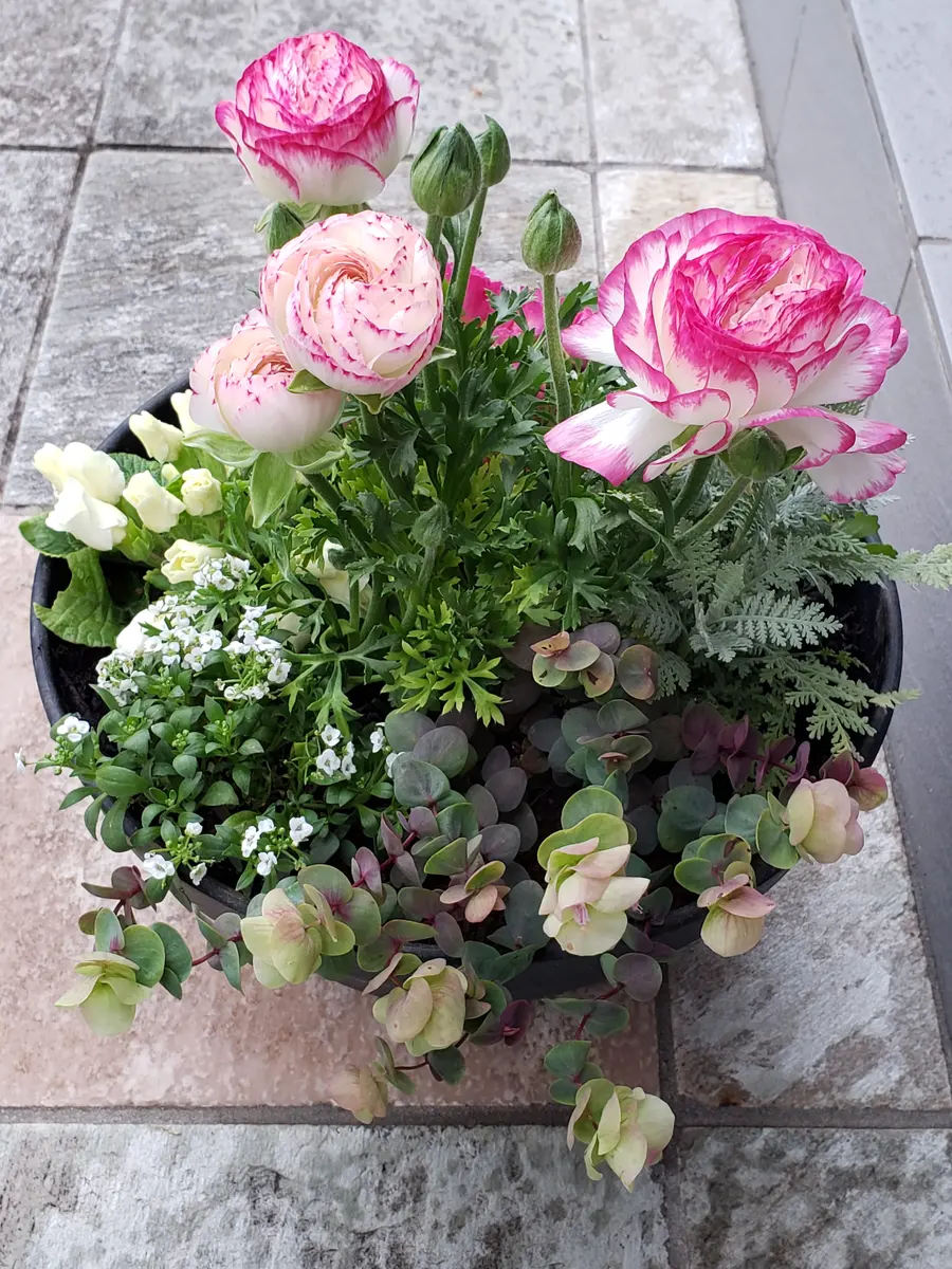 発色綺麗♡ケントオレガノビューティ② 切り花 8本 花20以上