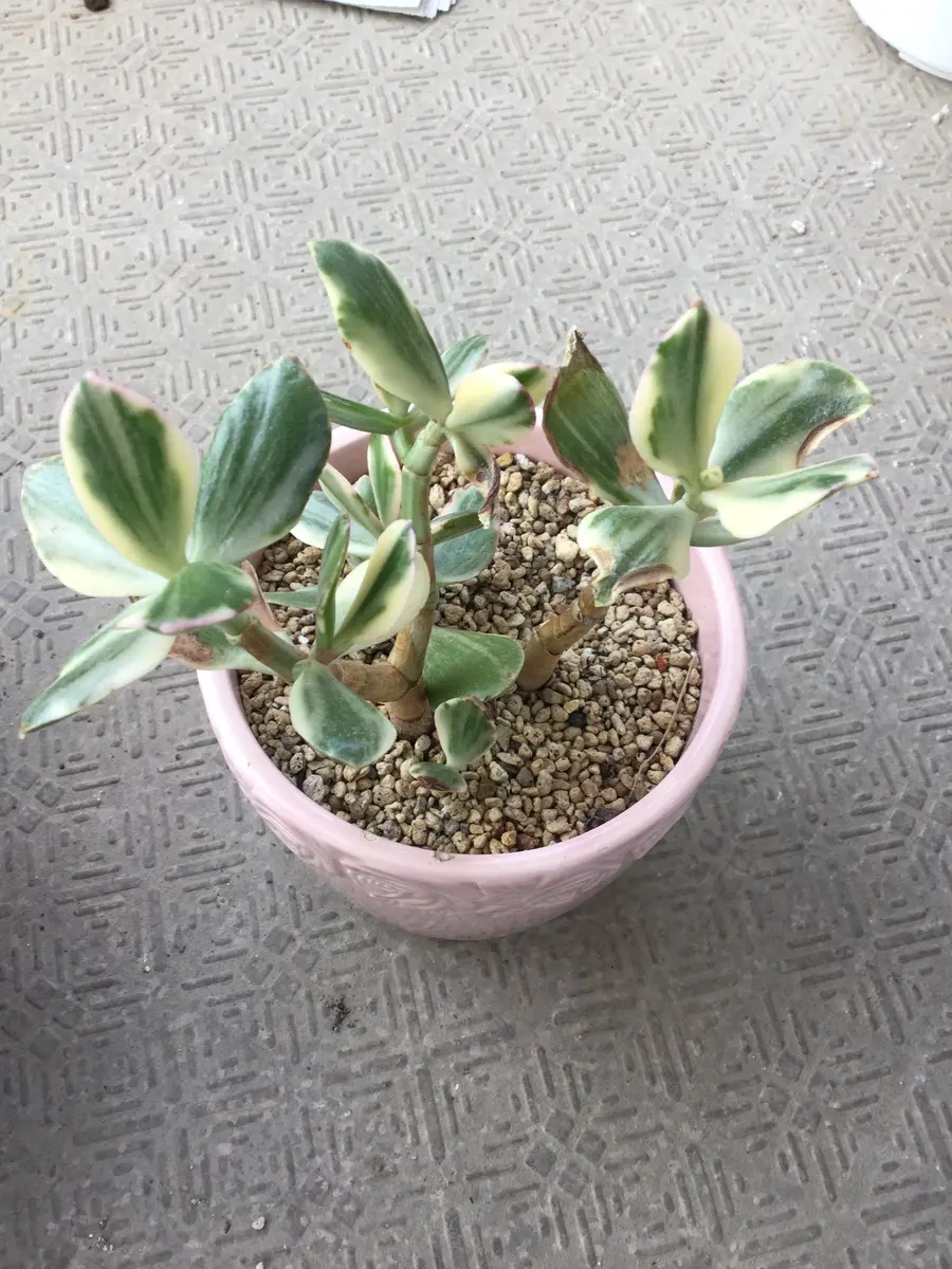 斑入り金のなる木　抜き苗 斑入り金のなる木 抜き苗