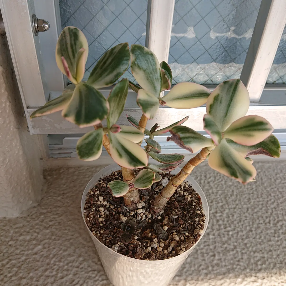 斑入り金のなる木　抜き苗 斑入り金のなる木 抜き苗