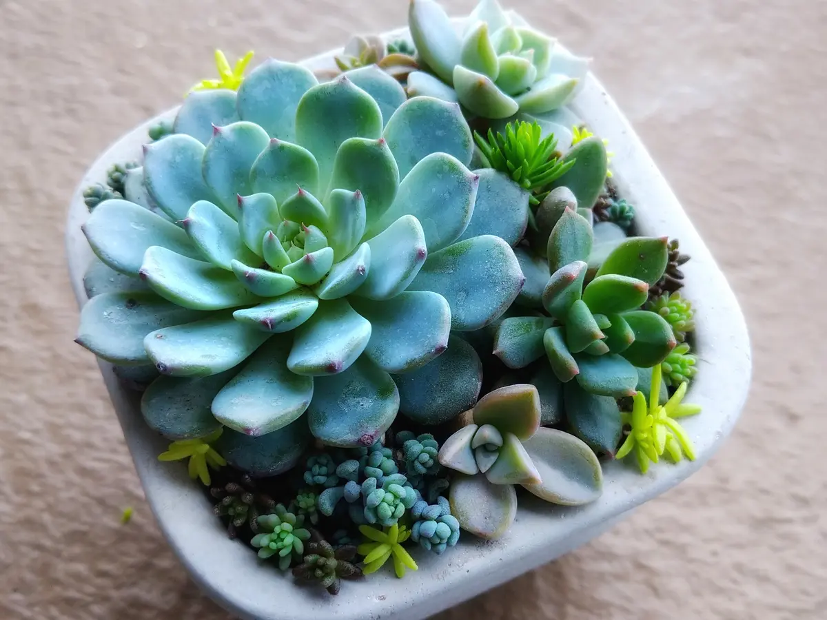 多肉寄せ植え経過観察｜そだレポ（栽培レポート）bykai2022｜みんなの