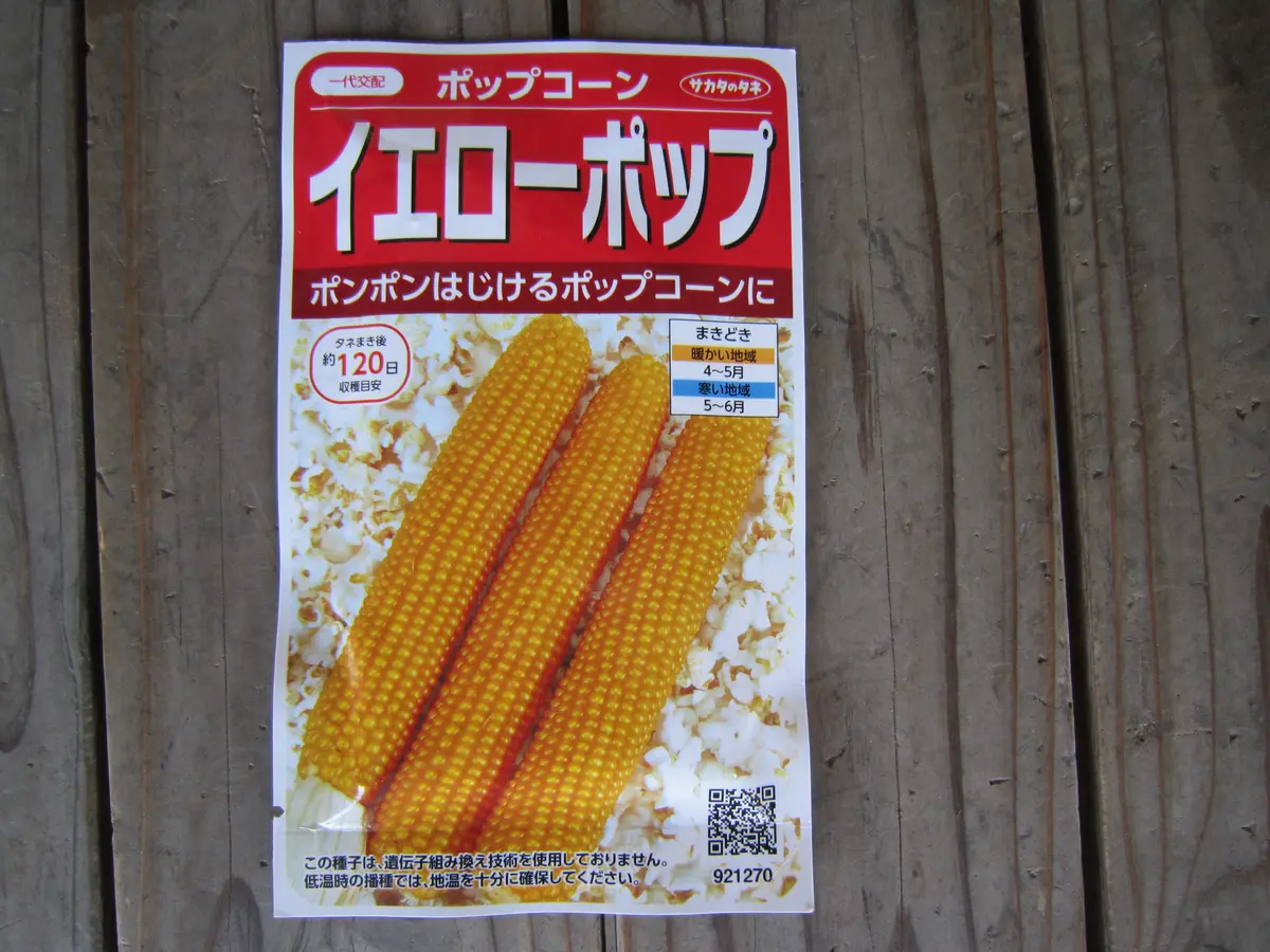 お買い得商品特集 - 販促エクスプレス 自家製ポップコーンをタネから作る｜そだレポ（栽培レポート）by 野菜