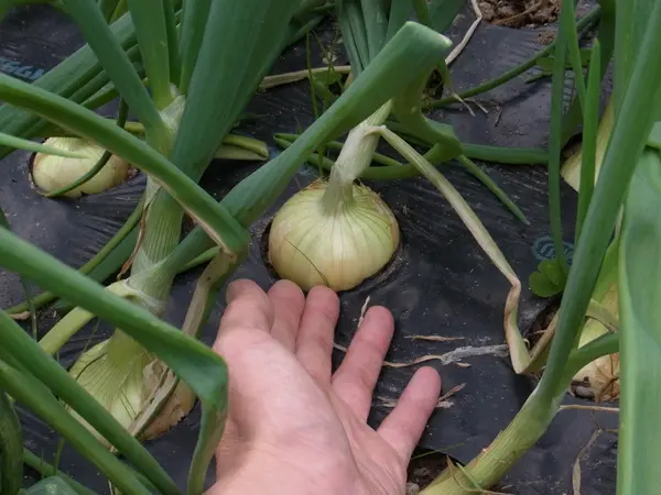 ホームたまねぎを年内収穫する｜そだレポ（栽培レポート）byuesugi