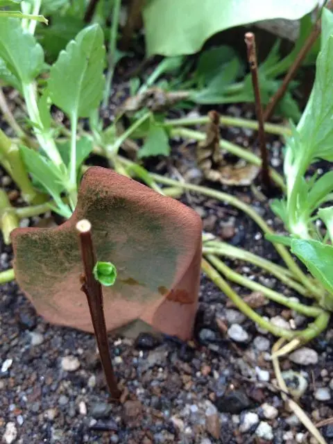 サルスベリの挿し木に挑戦｜そだレポ（栽培レポート）byまさっち