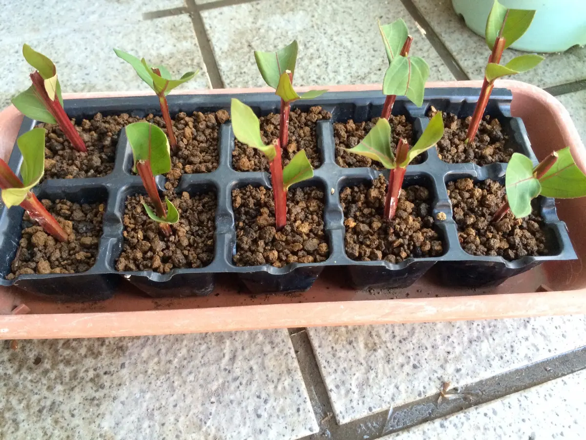 サルビア クリスティン 挿し穂4本 サルビア クリスティン 挿し穂4本 【公式通販】