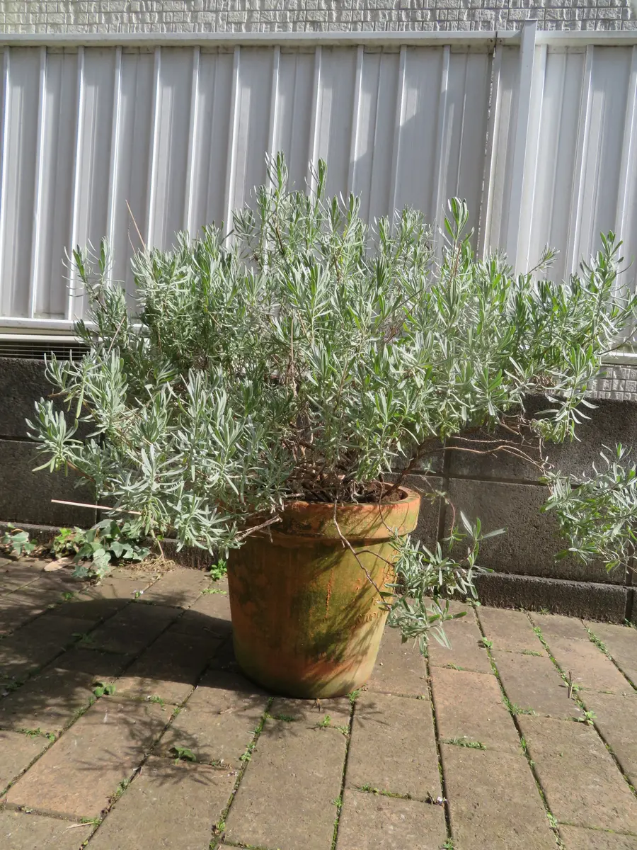 ラベンダーグロッソの大株作りに挑戦｜そだレポ（栽培レポート