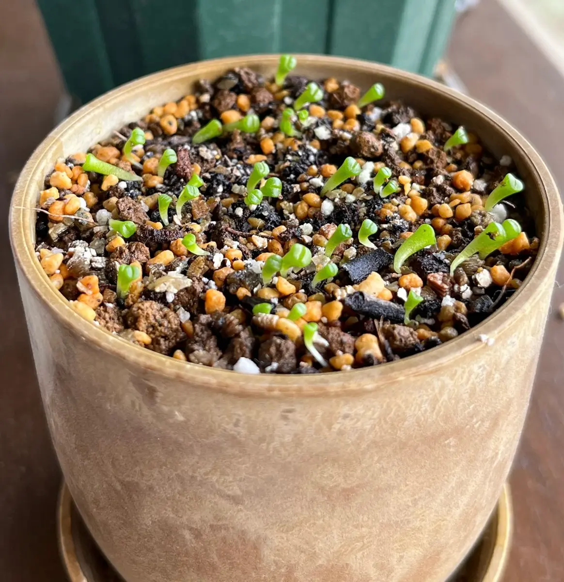 真夏に室内で種から育てるリトープス｜そだレポ（栽培レポート）byぼじ