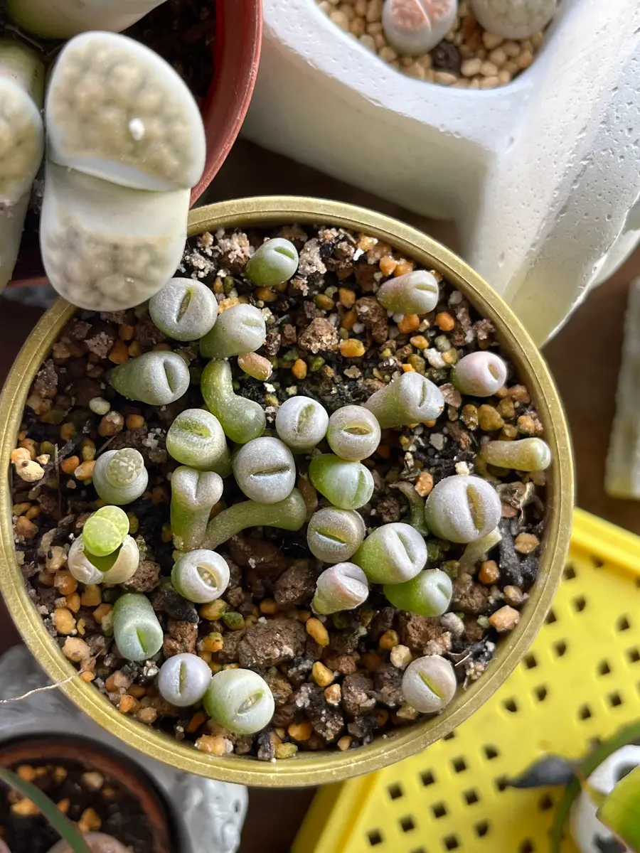 真夏に室内で種から育てるリトープス｜そだレポ（栽培レポート）byぼじ