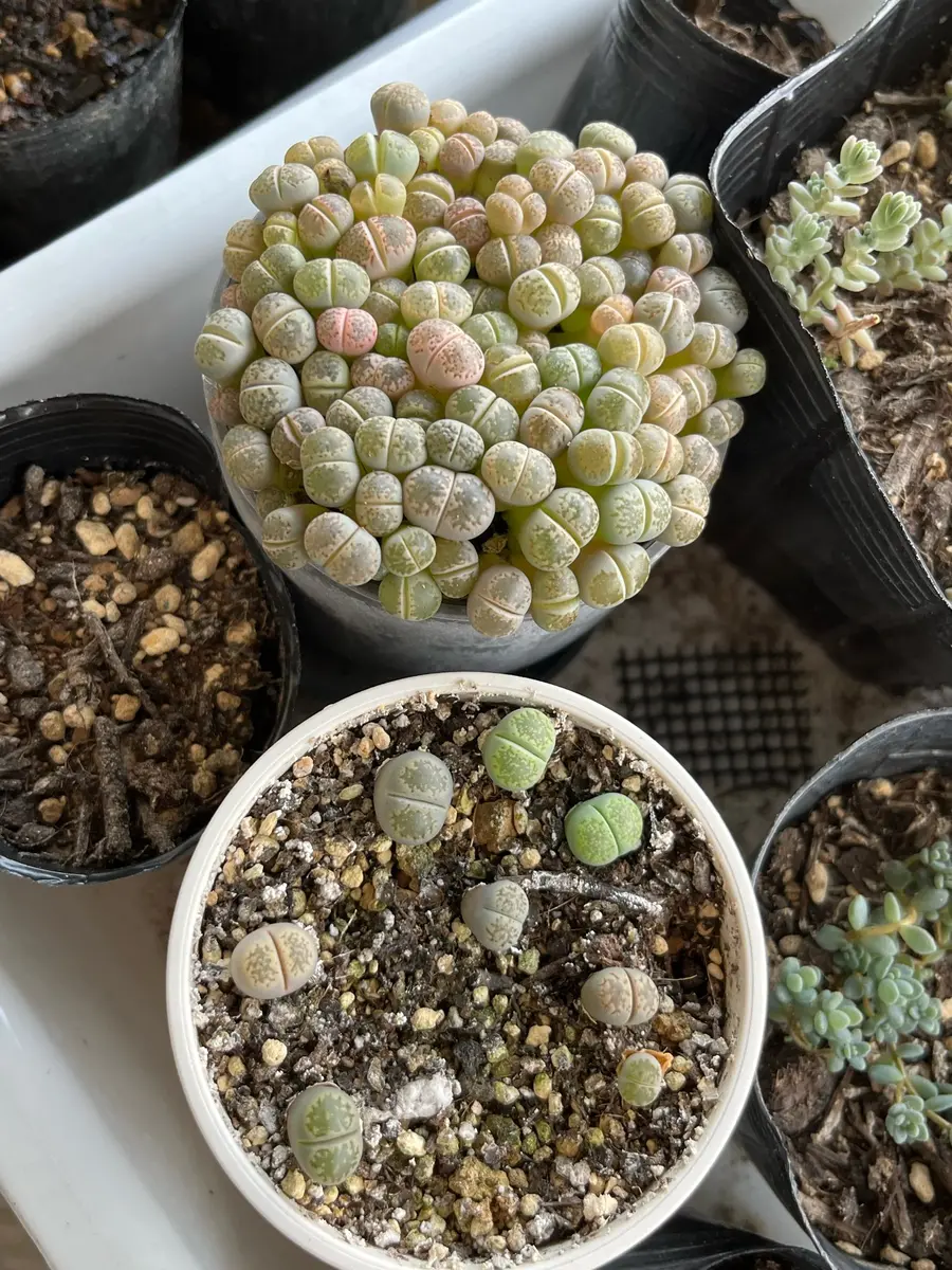 真夏に室内で種から育てるリトープス｜そだレポ（栽培レポート）byぼじ