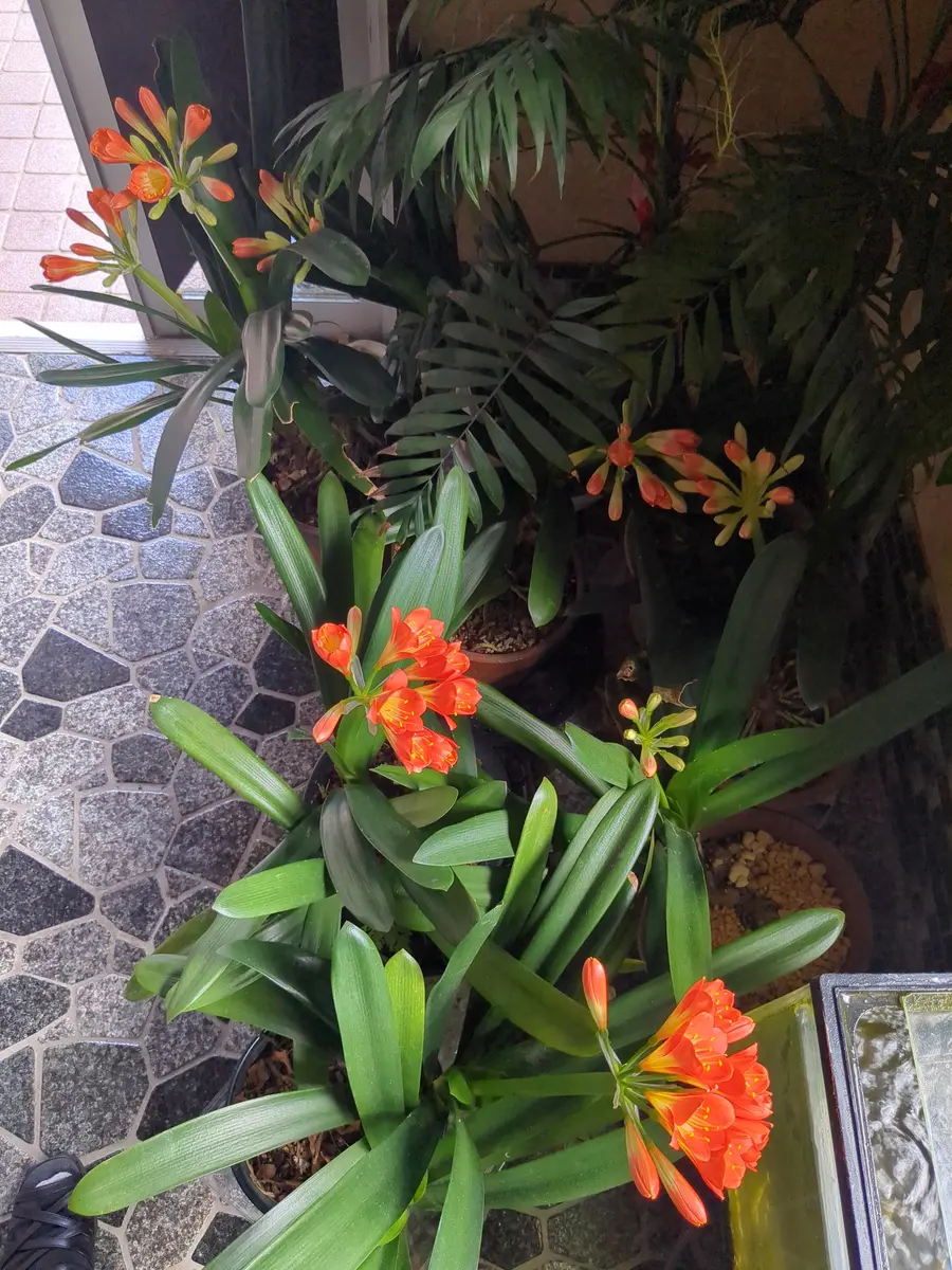 クンシラン 根付苗 君子蘭 初心者向け植物 毎年開花 君子蘭