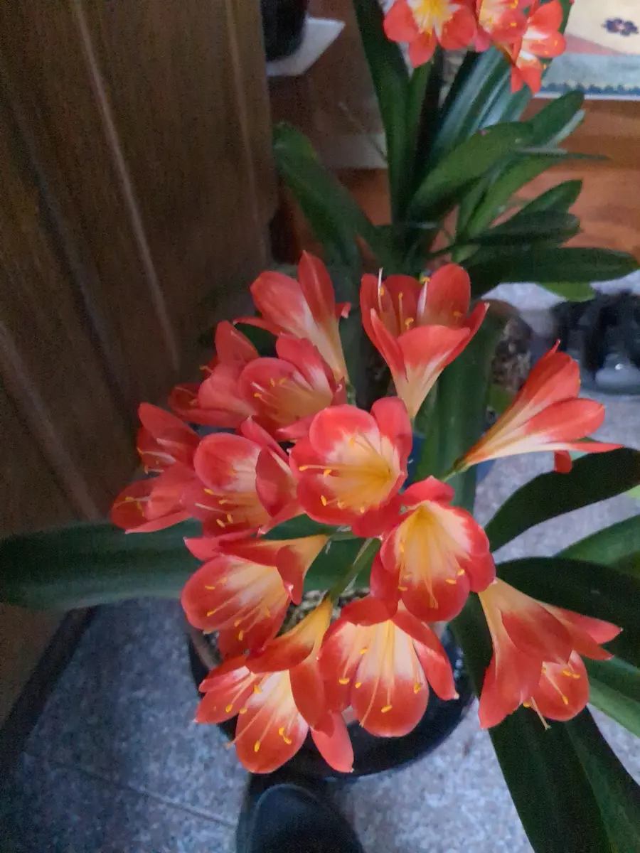 君子蘭｜そだレポ（栽培レポート）byhirokor｜みんなの趣味の園芸