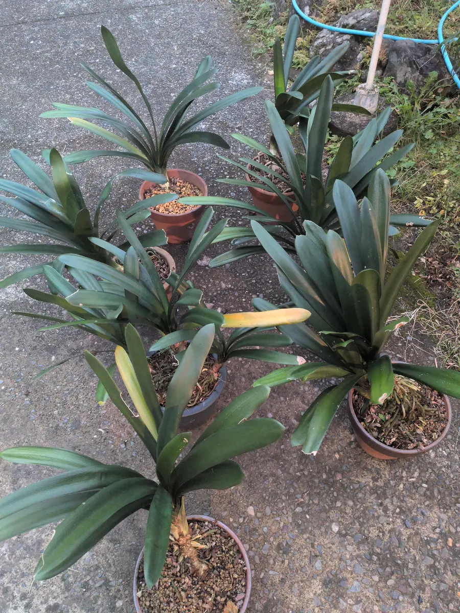 君子蘭｜そだレポ（栽培レポート）byhirokor｜みんなの趣味の園芸