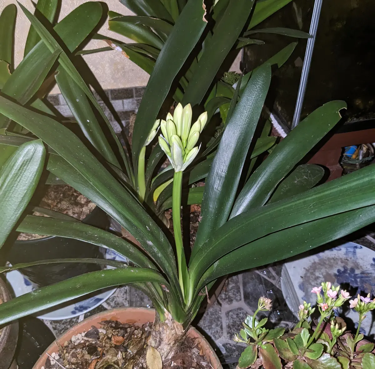 君子蘭｜そだレポ（栽培レポート）byhirokor｜みんなの趣味の園芸