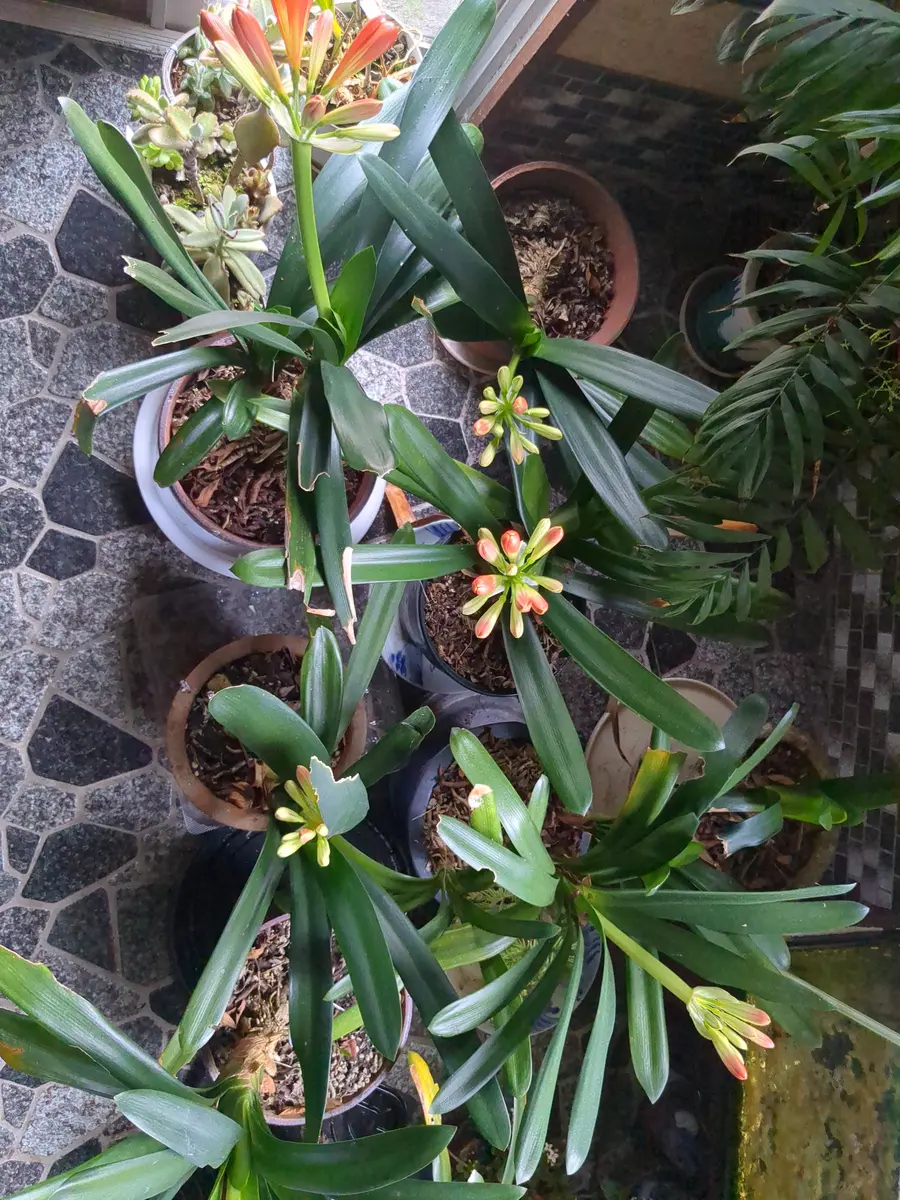 君子蘭｜そだレポ（栽培レポート）byhirokor｜みんなの趣味の園芸