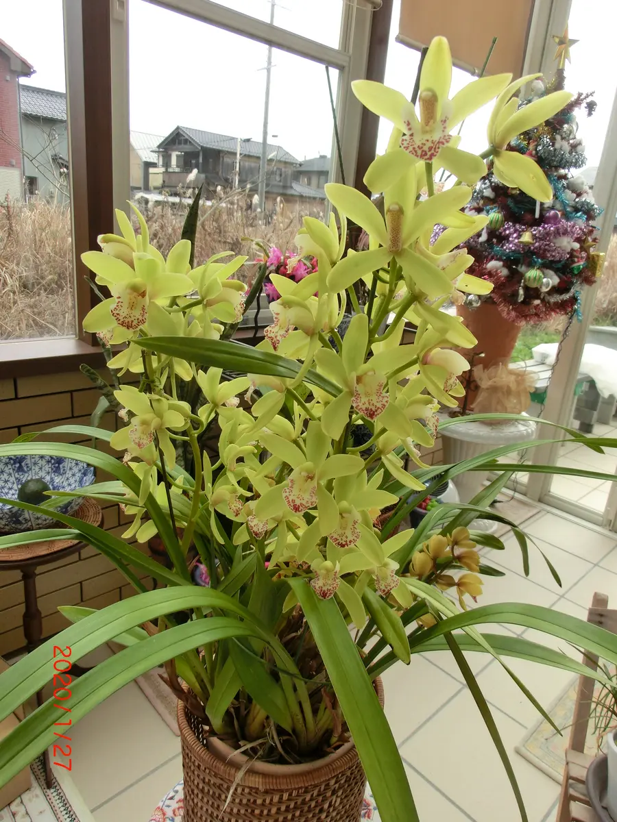 シンビジウムの鉢｜そだレポ（栽培レポート）bykeimama｜みんなの趣味