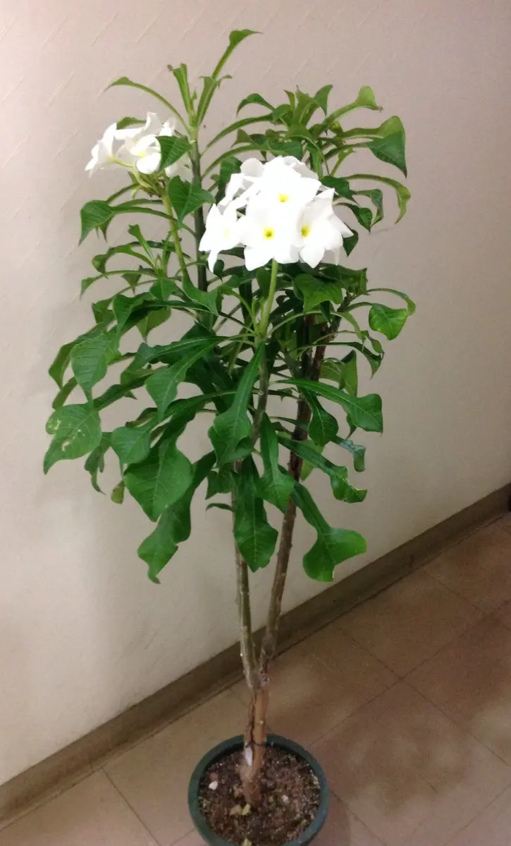 花嫁のプーケ プディカを育てて(*^▽^*)｜そだレポ（栽培