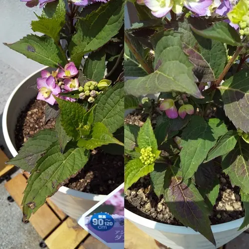 PWのアジサイ当選！初めてのアジサイとアナベル｜そだレポ（栽培